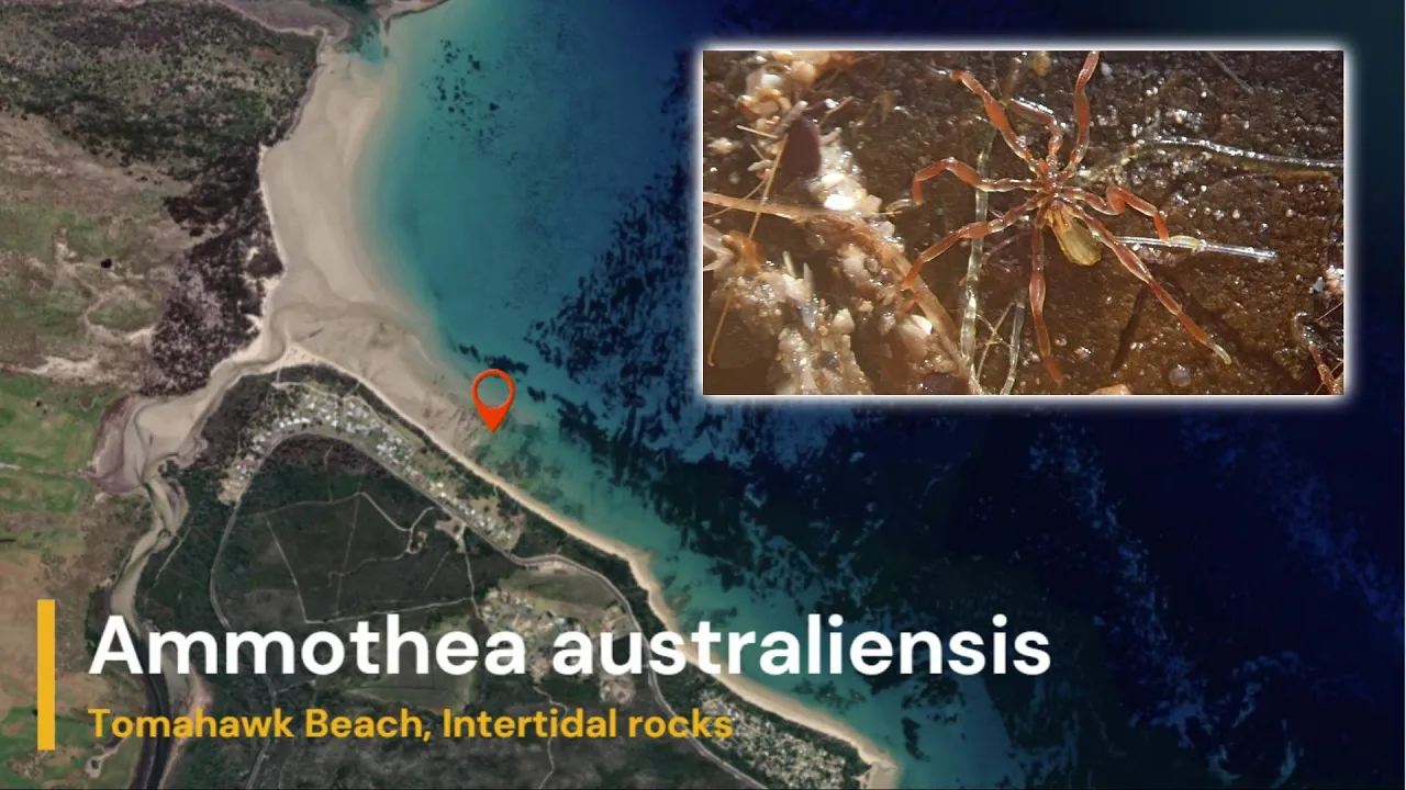Ammothea australiensis Tomahawk Beach, Tasmania