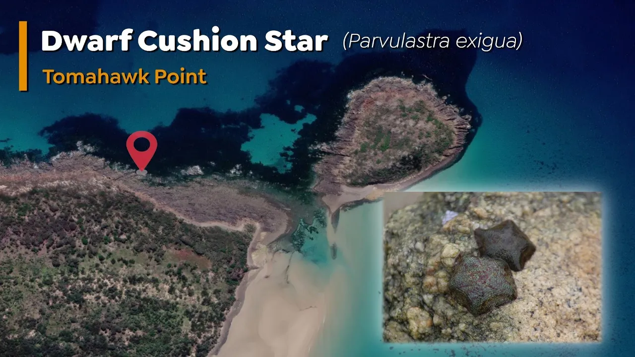 Dwarf Cushion Star - Parvulastra exigua