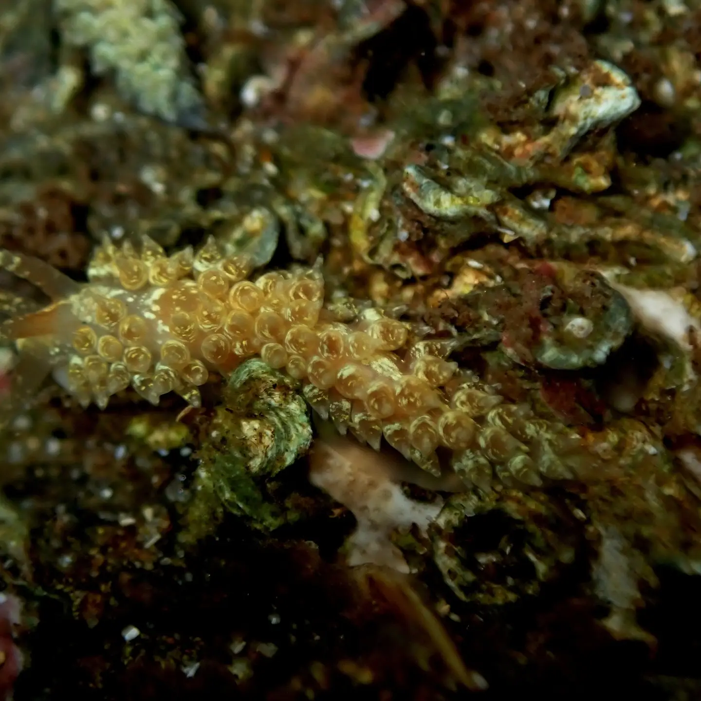 a sea-slug on a rock underwater