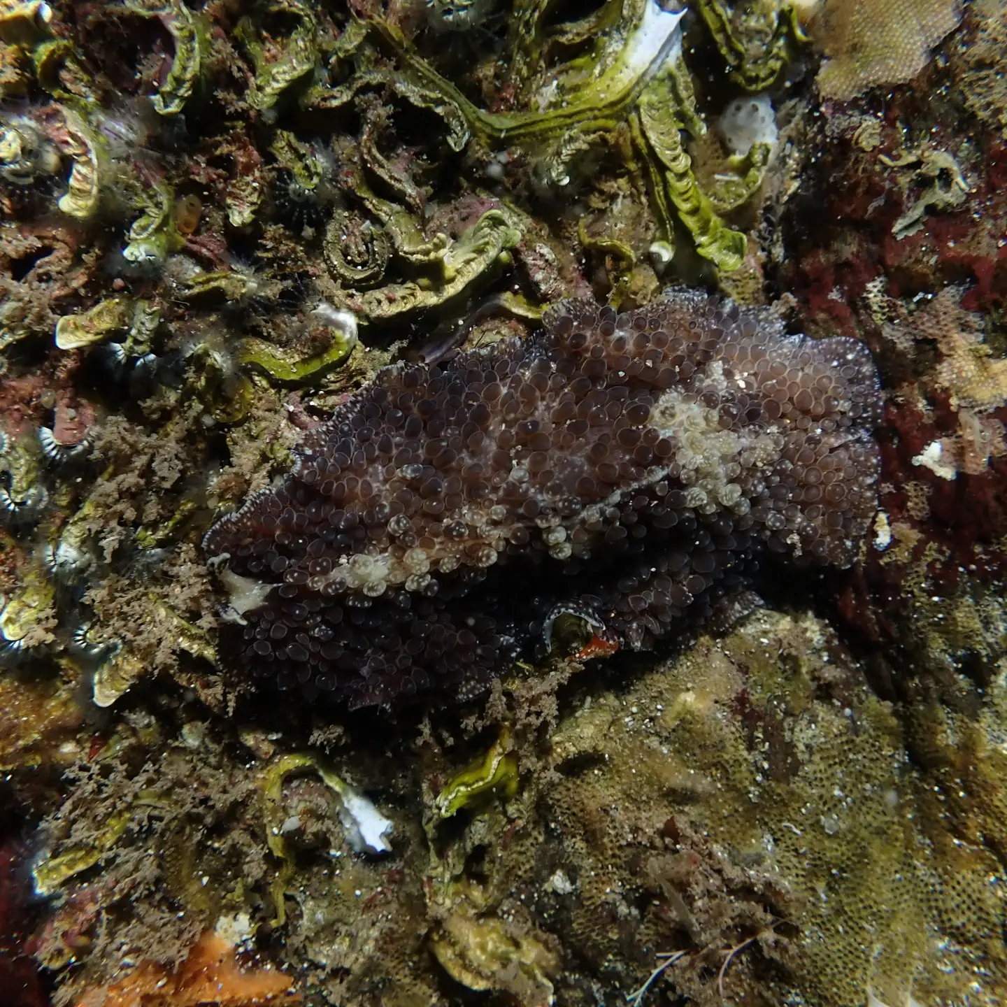 A marine flatworm on a rock underwater