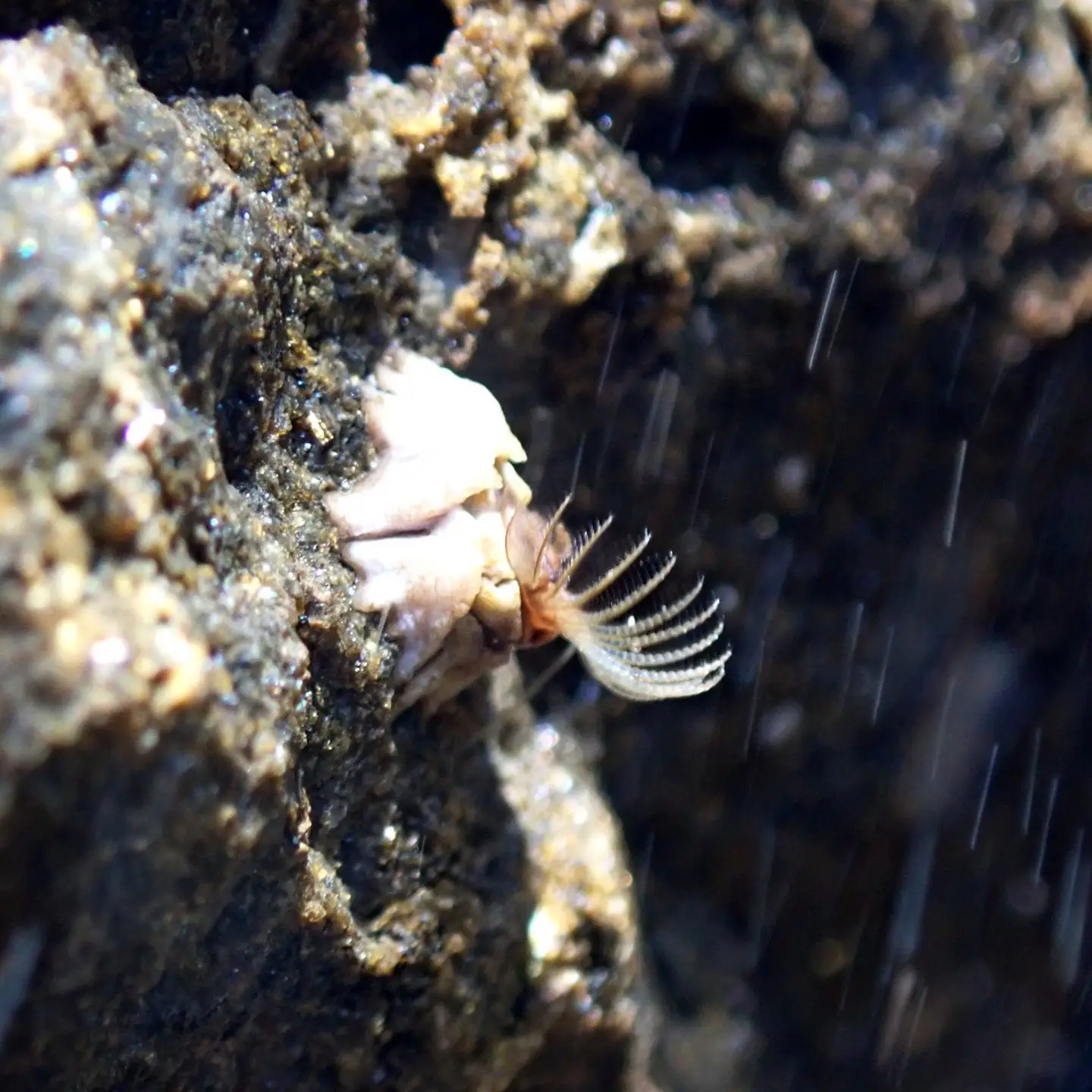 A barnacle on a rock underwater