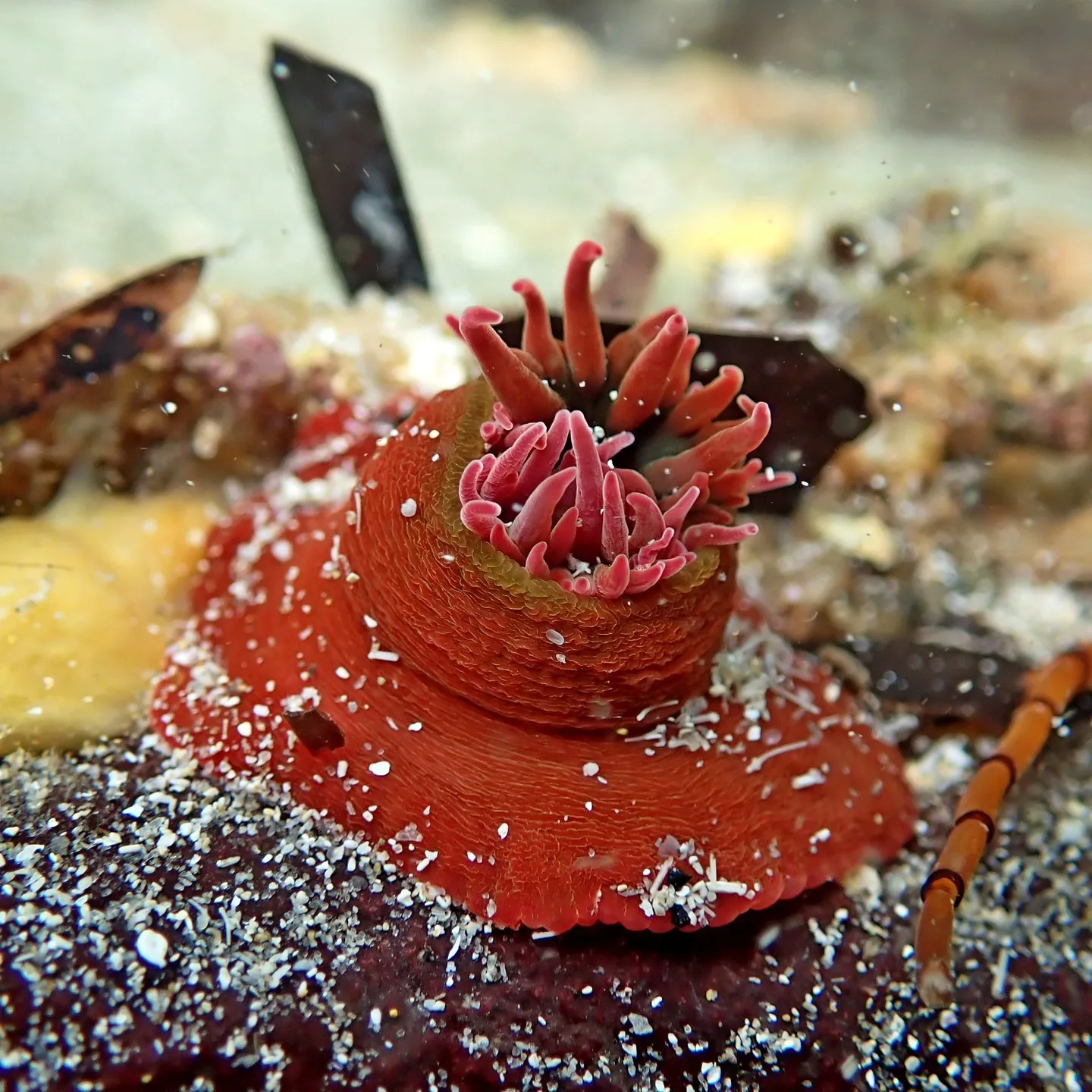 A reddish sea anemone on a rock underwater