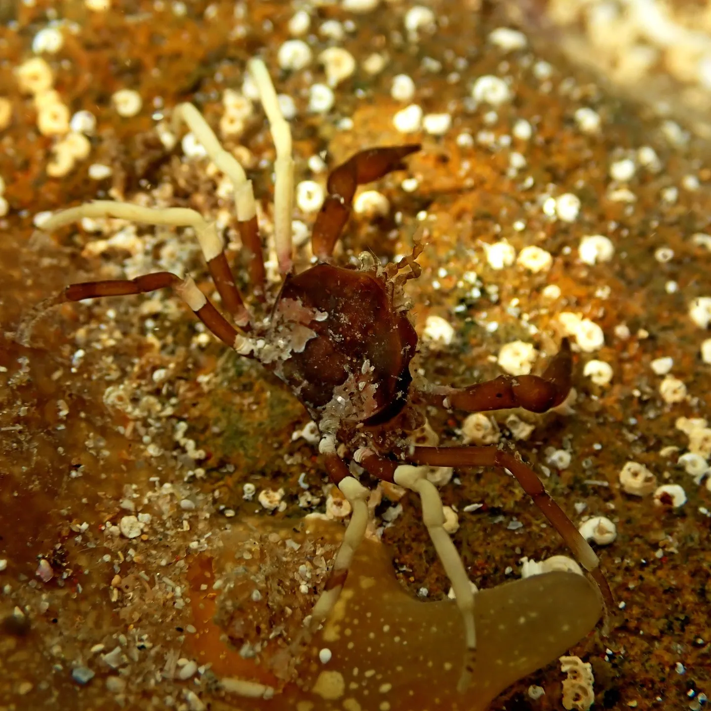 A small brown and white crab underwater
