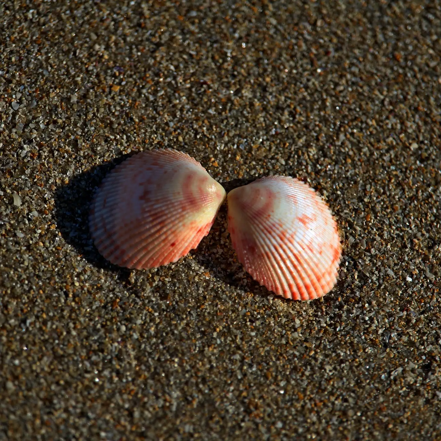 Shells laying on sand