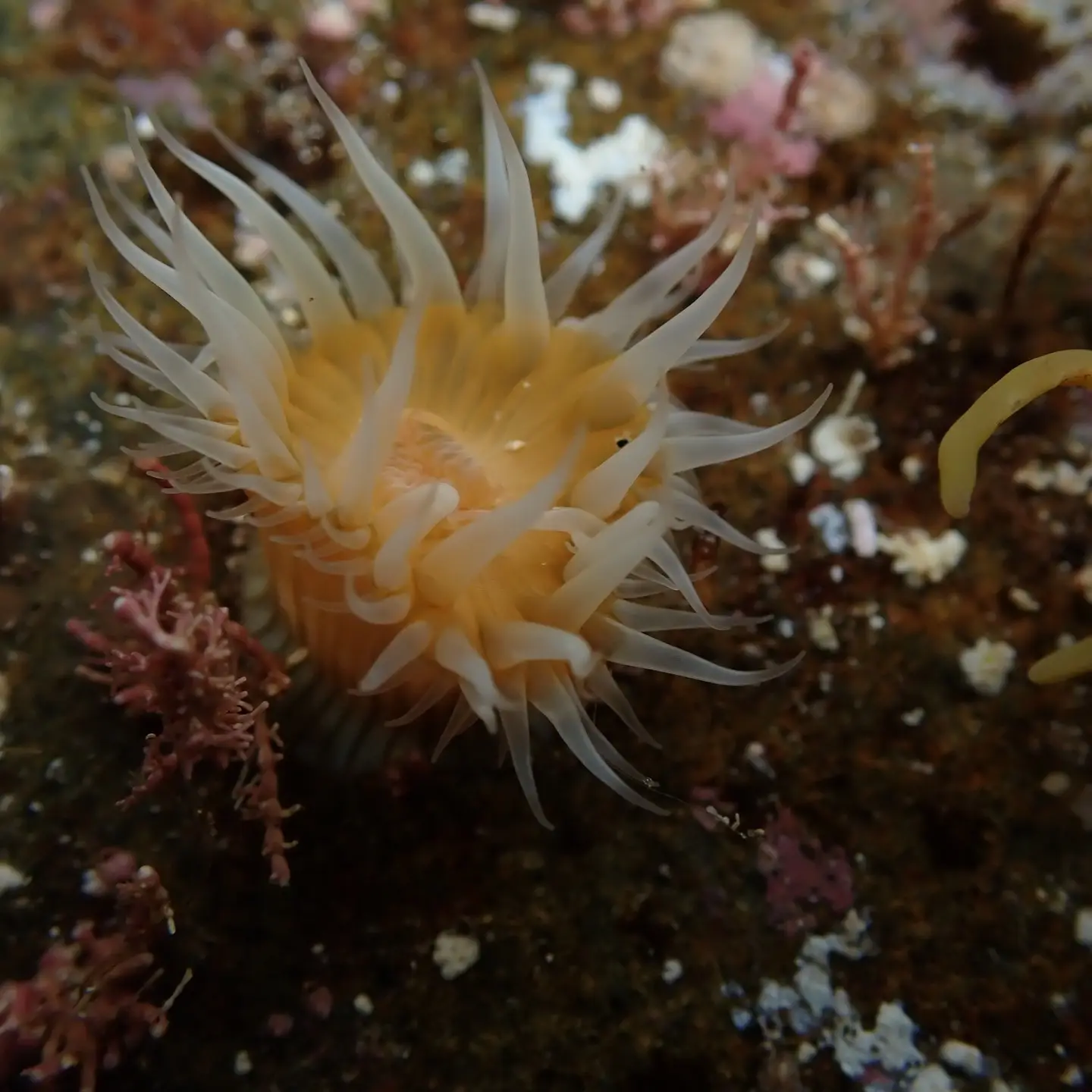 A yellow sea anemone with white strpes underwater