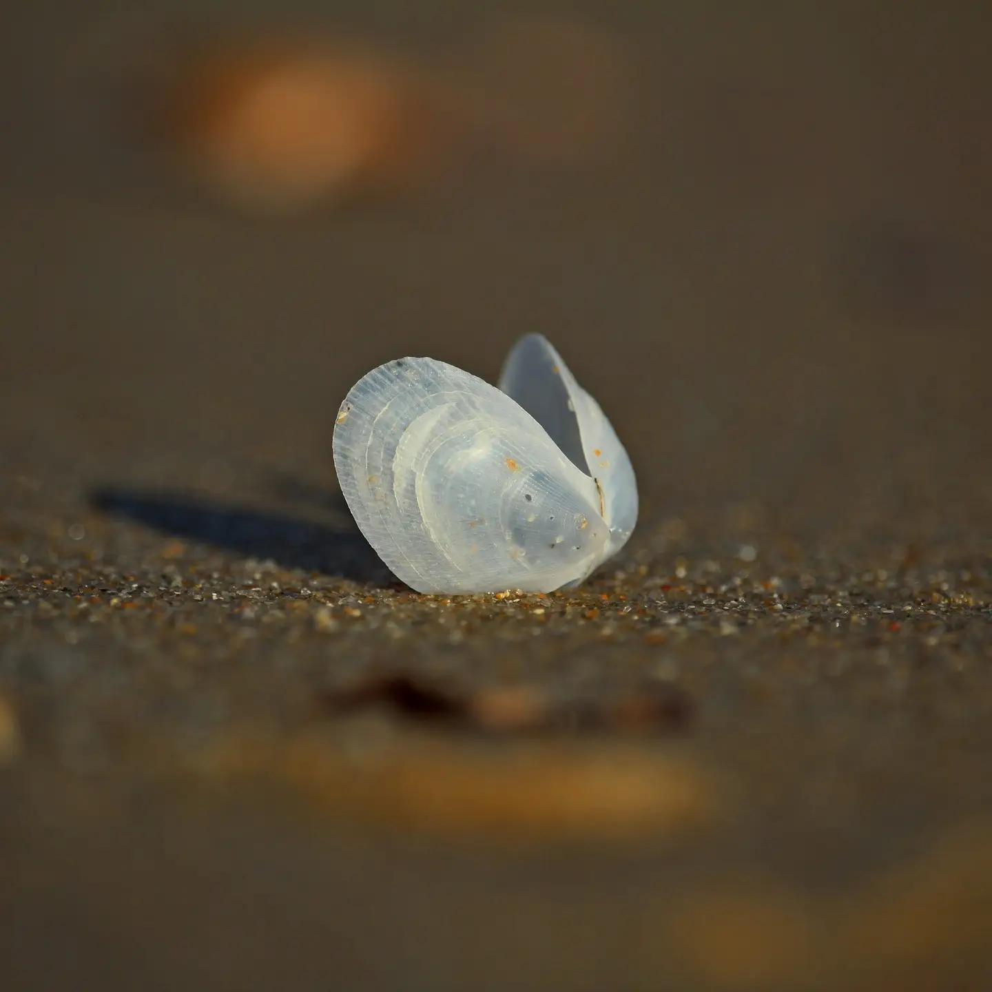 Thin white bivalve shells laying on sand