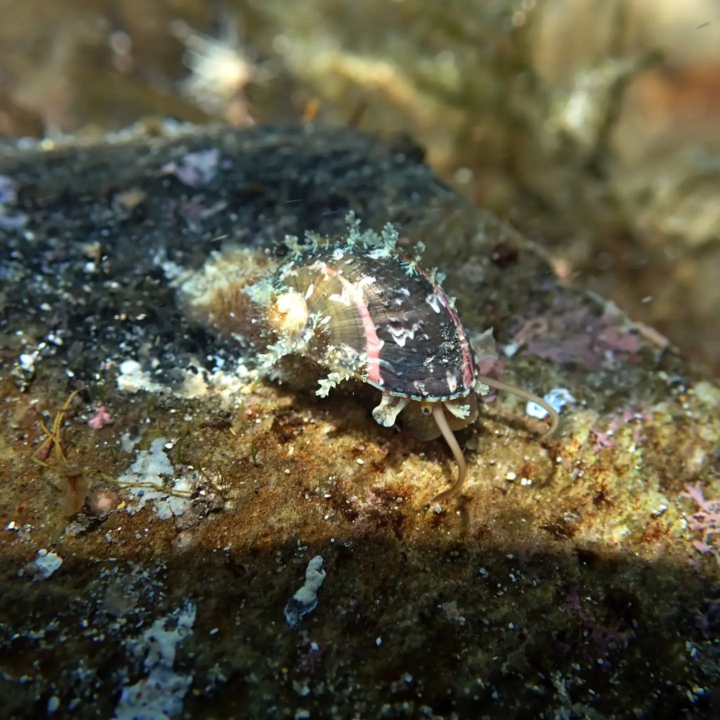 False Ear Shell Stomatella impertusahttps://tomahawk.org.au/flora-fauna/view-species/stomatella-impertusa