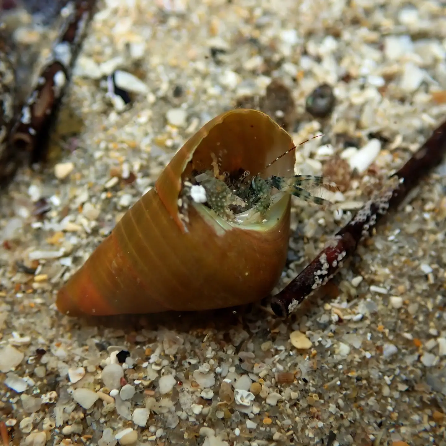 Hermit crab in a shell underwater