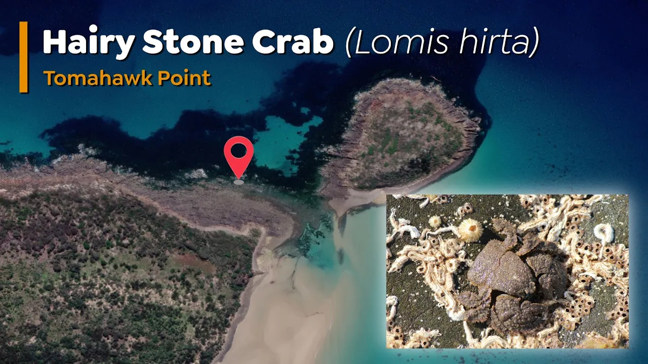 Hairy Stone Crab - Lomis hirta