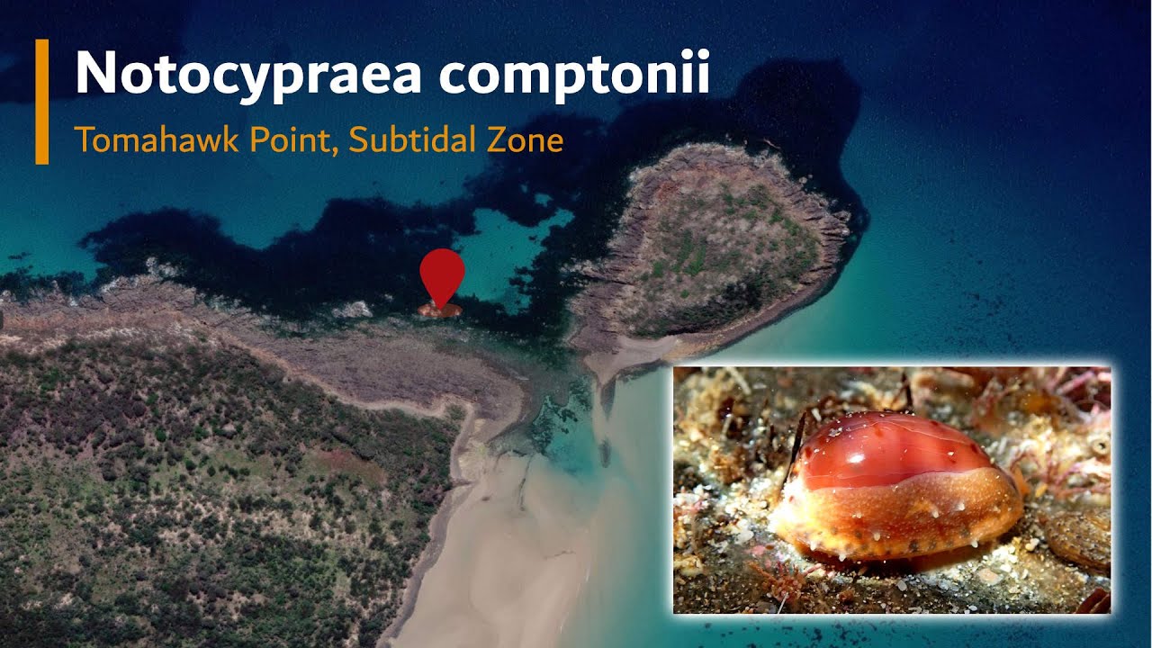Notocypraea comptonii - Tomahawk Point