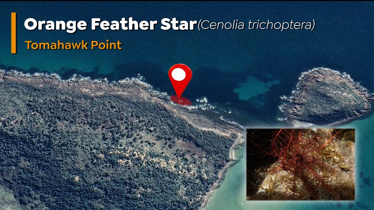 Orange Feather Star (Cenolia trichoptera)