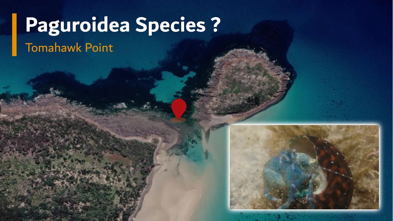 Paguridae? species Tomahawk Point