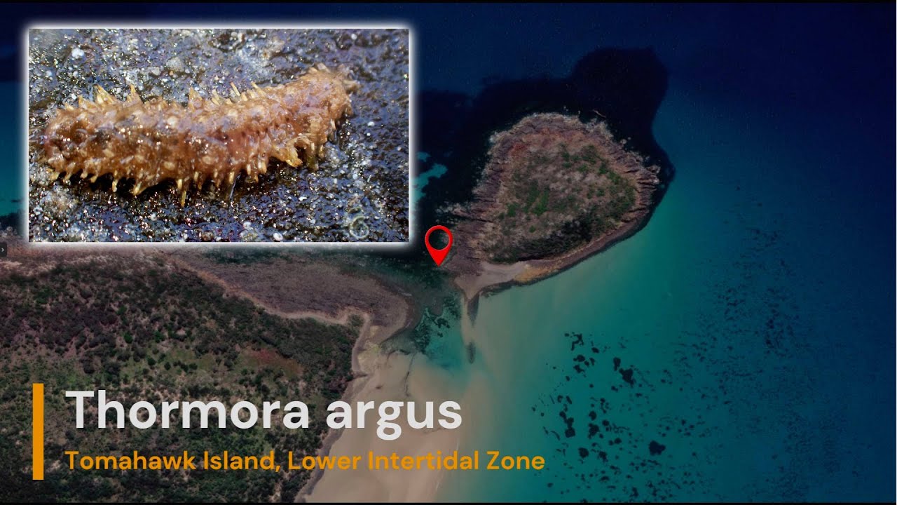 Thormora argus on Tomahawk Island
