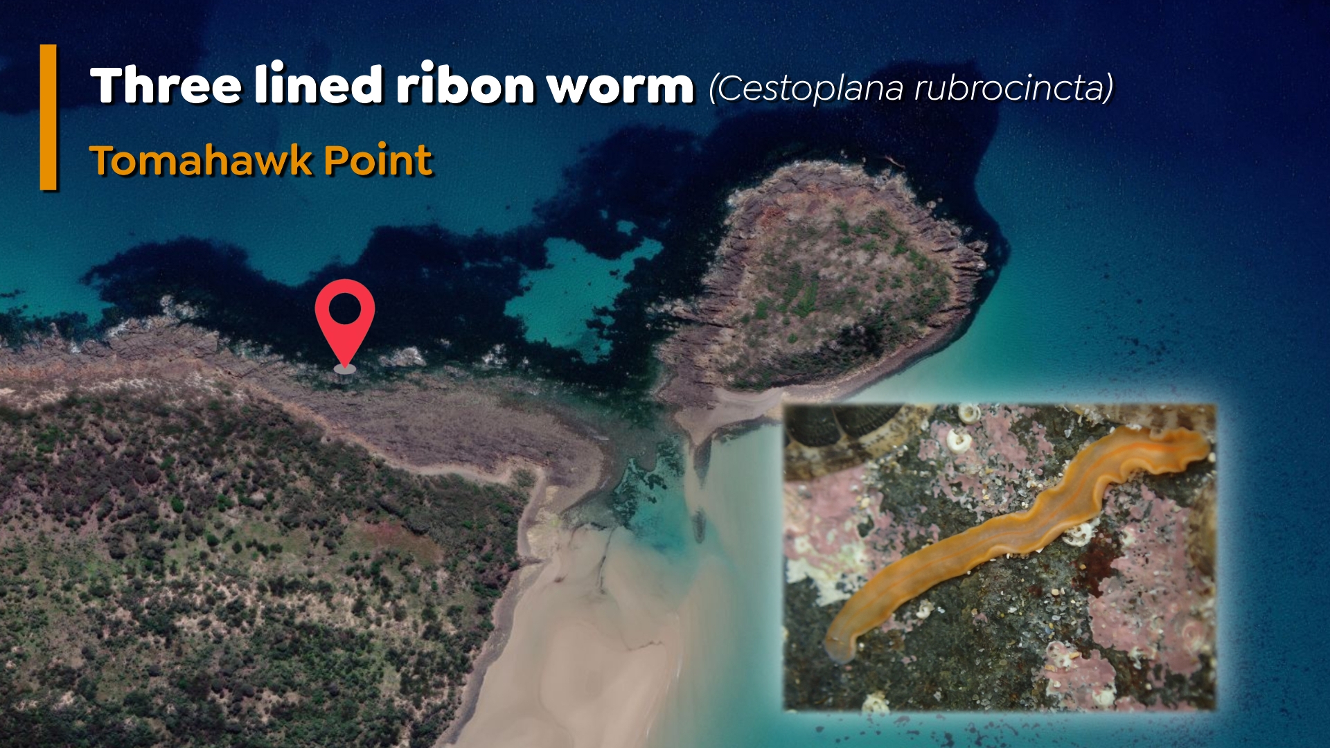 Three lined ribbon worm (Cestoplana rubrocincta)
